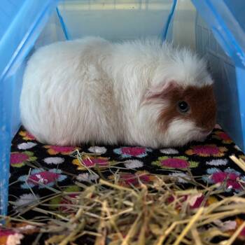 Rescue Guinea Pig Guinea Pigs for Adoption in South Burlington, Vermont - Katya | PetCurious